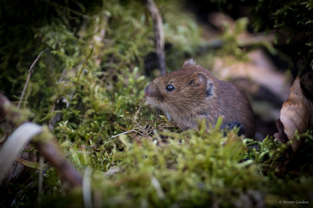 Ольхонская полевка