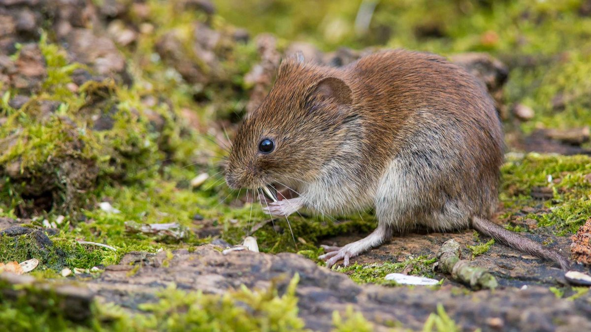 Полевка Миддендорфа