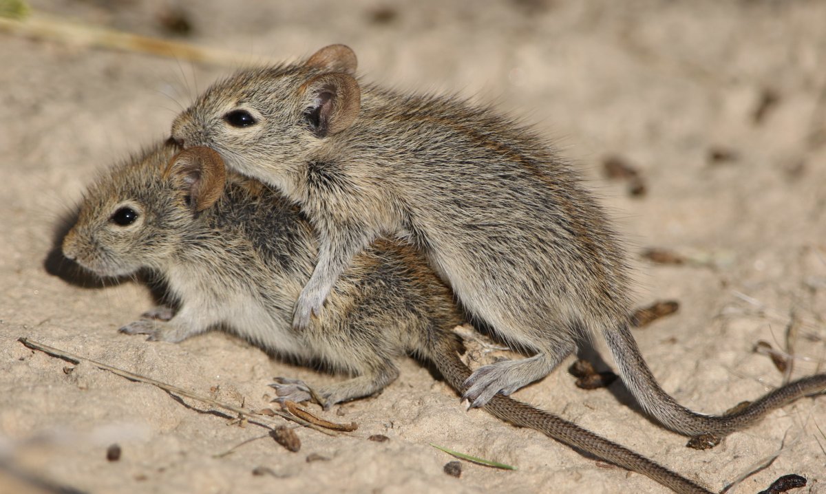 Даурский хомячок (Cricetulus Barabensis)