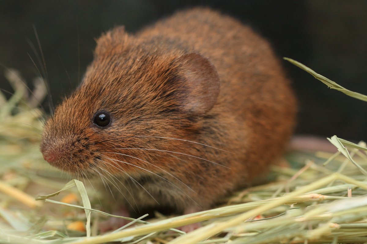 Китайская полевка