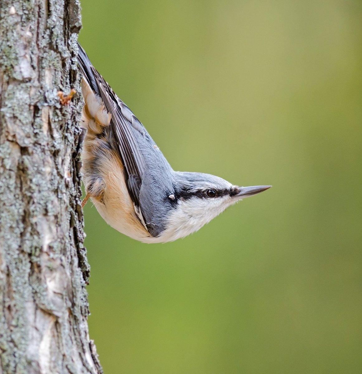 Зимующие птицы поползень