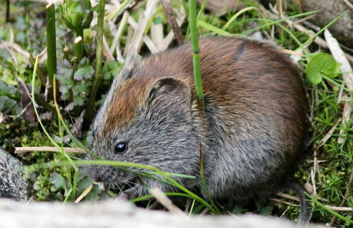 Прометеева полевка