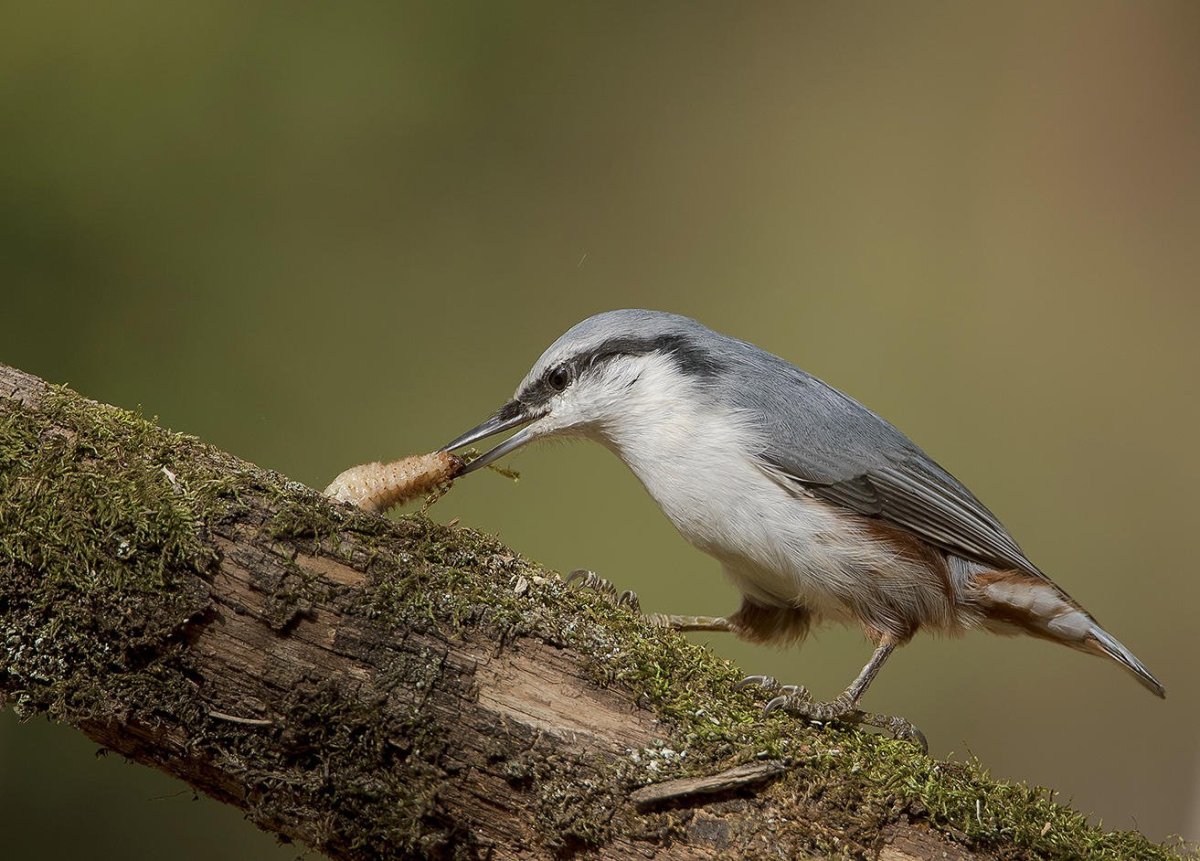 Поползень и пищуха