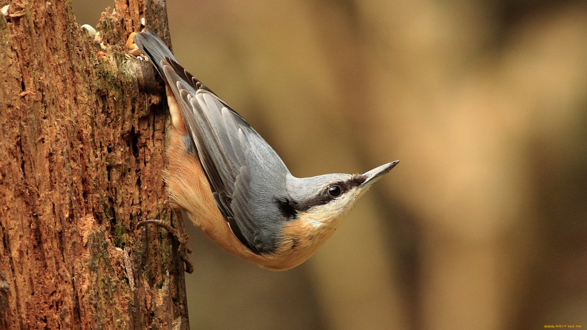 Серая птичка поползень