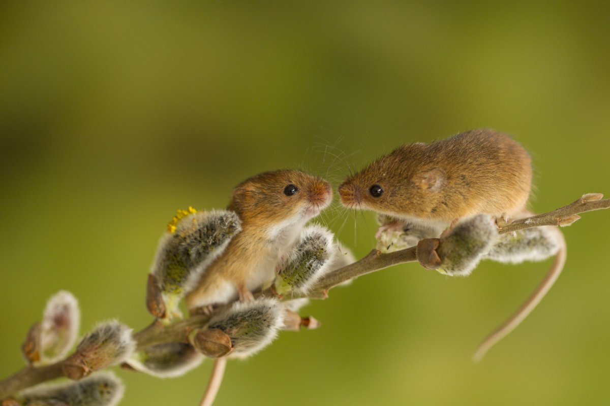 Мышь Малютка полевка