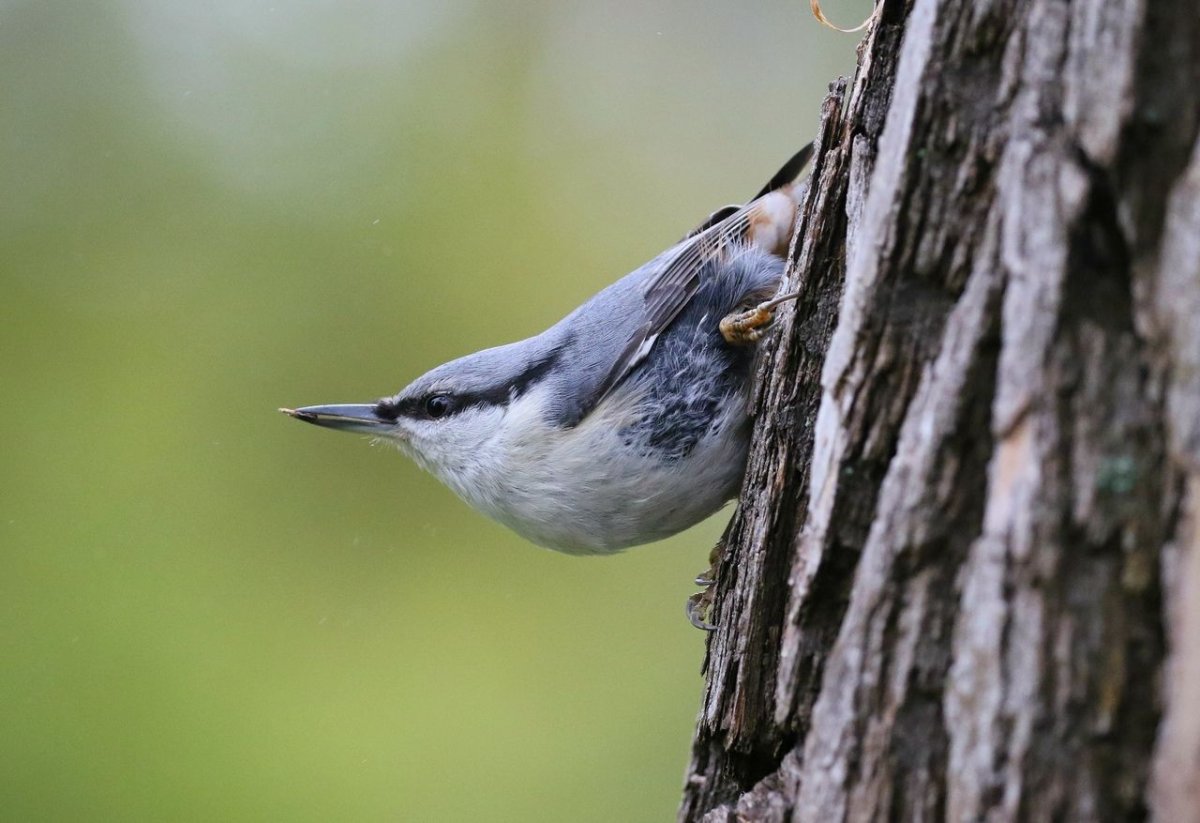 Поползень фото змея