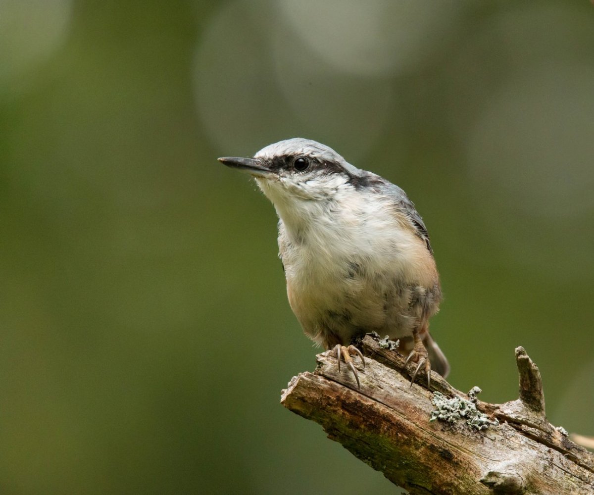Маисовый поползень