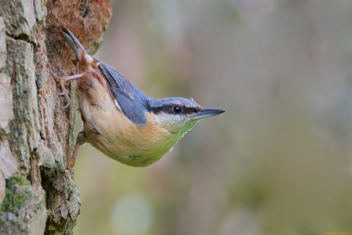 Евразийский поползень