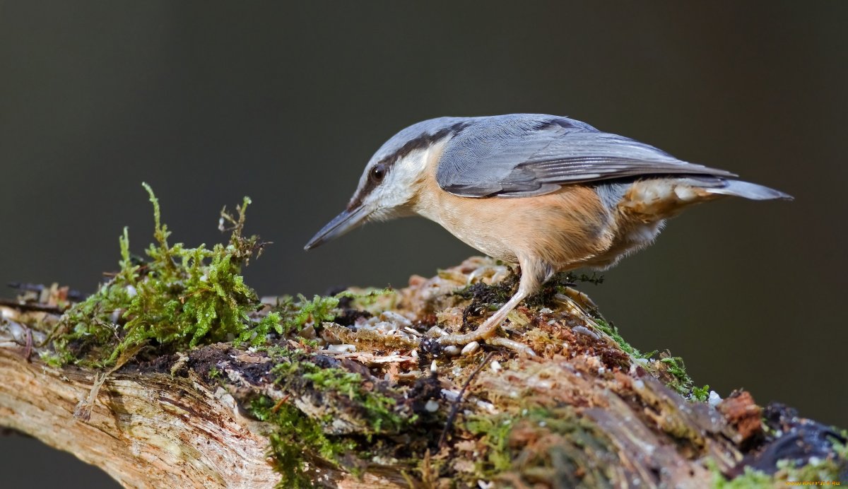Поползень Жук