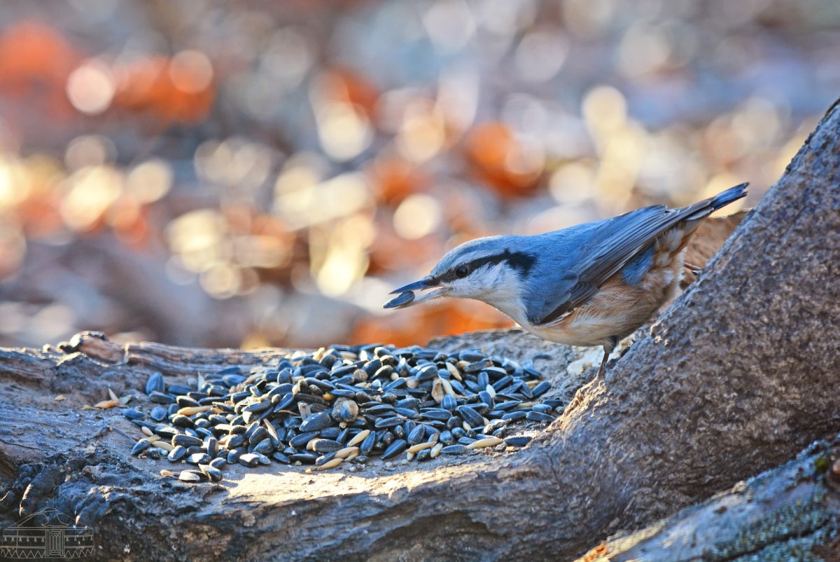Рисунок змеи