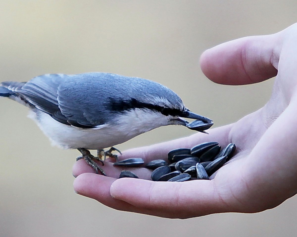 Серая птичка поползень