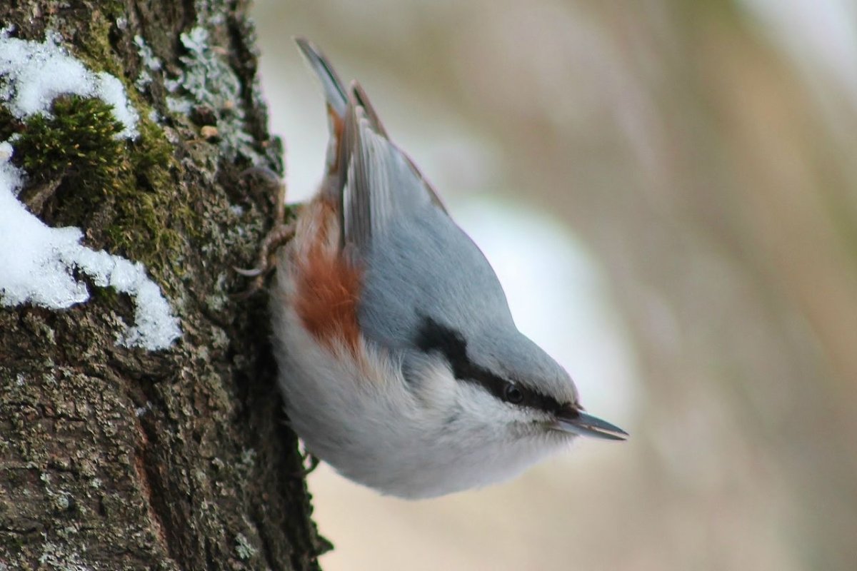 Поползень Зяблик Дрозд