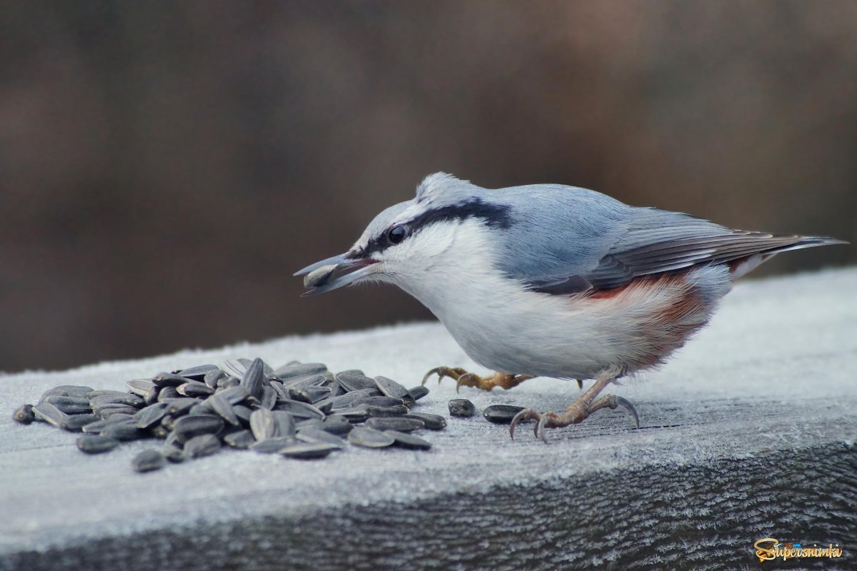 Голубые поползни