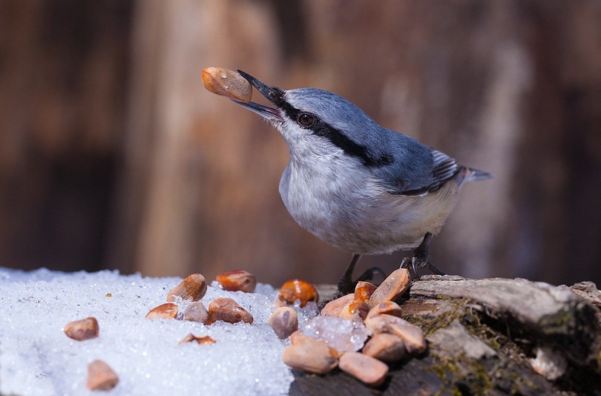 Поползень на столбе