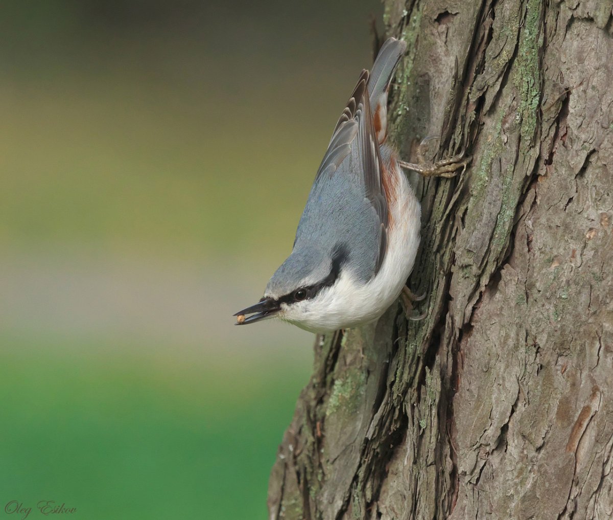 Гигантский поползень