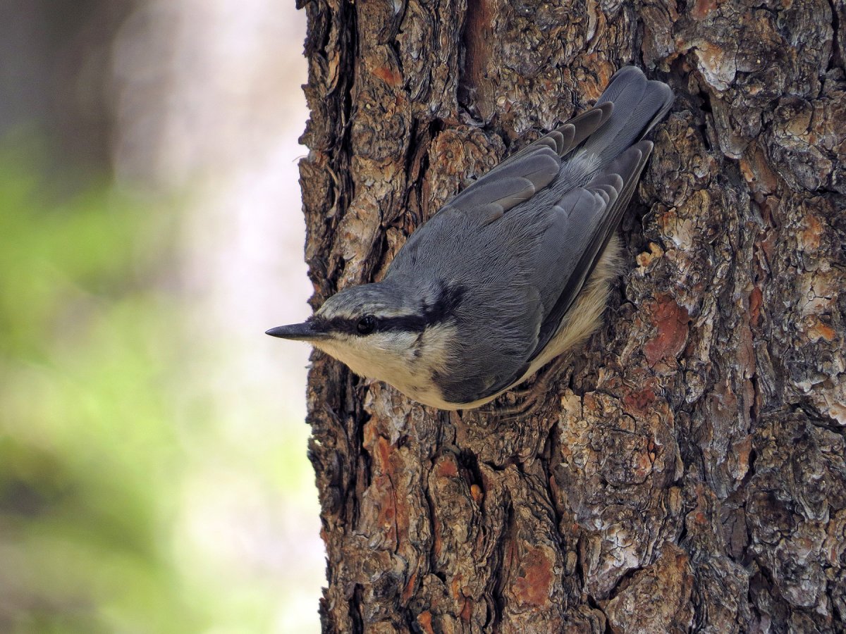Пищуха поползень лазоревка