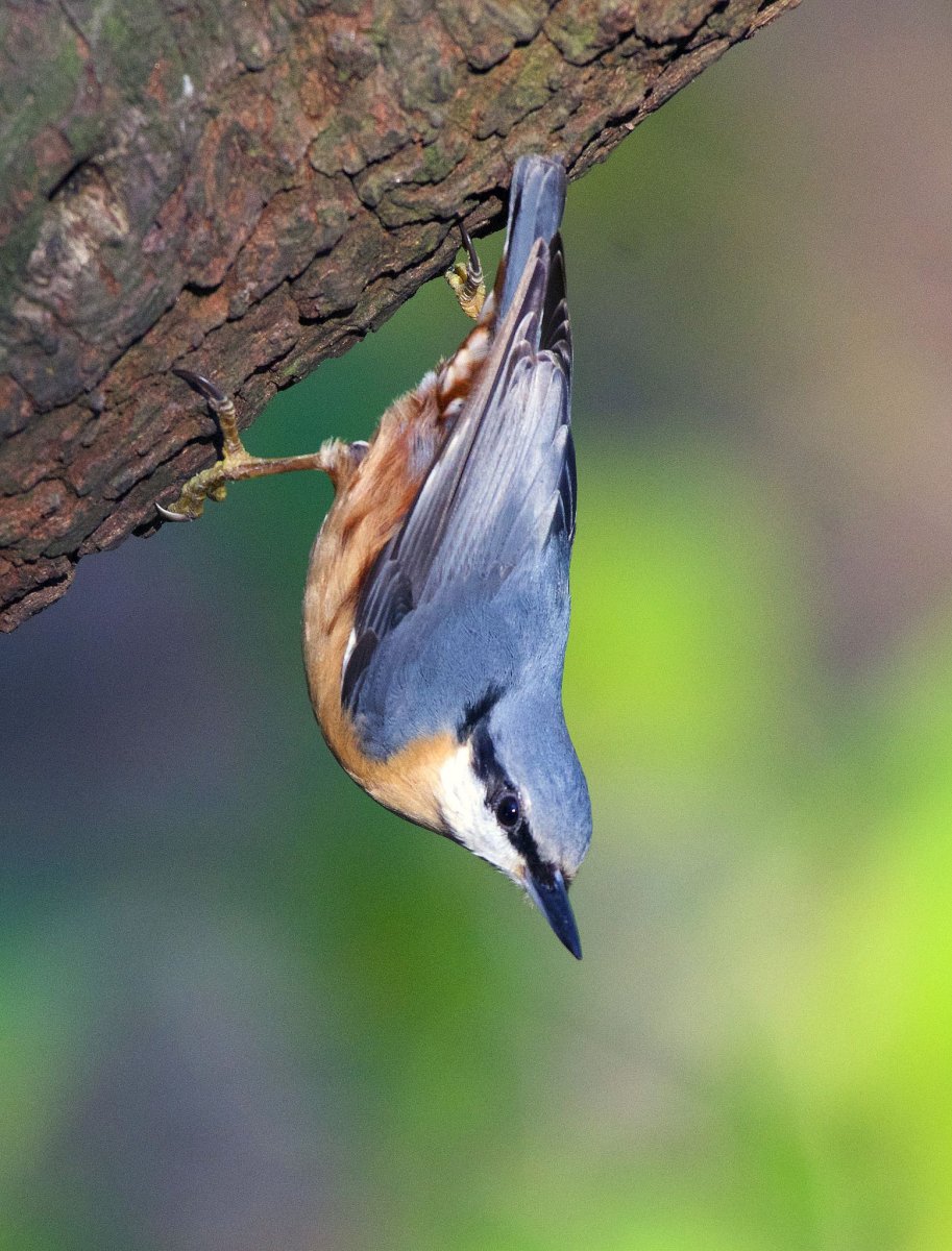 Канадский поползень