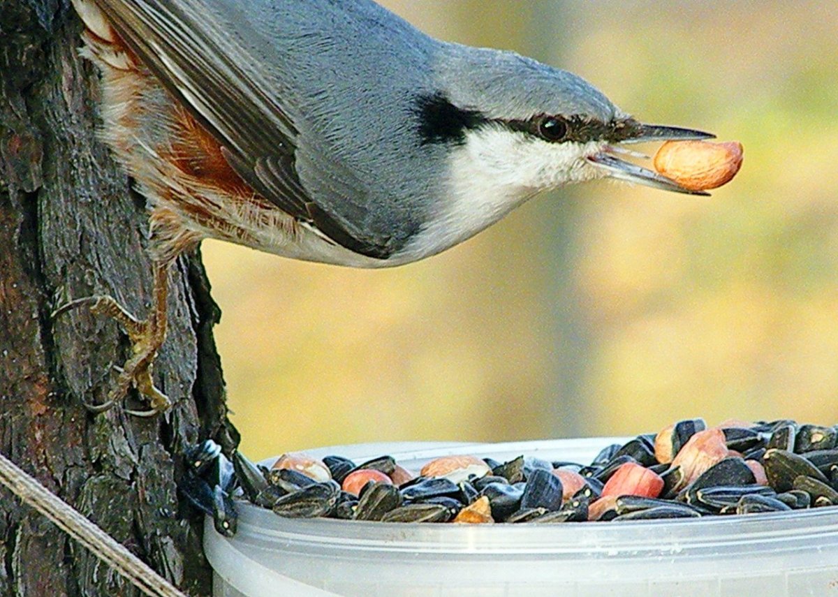 Поползень Дальневосточный