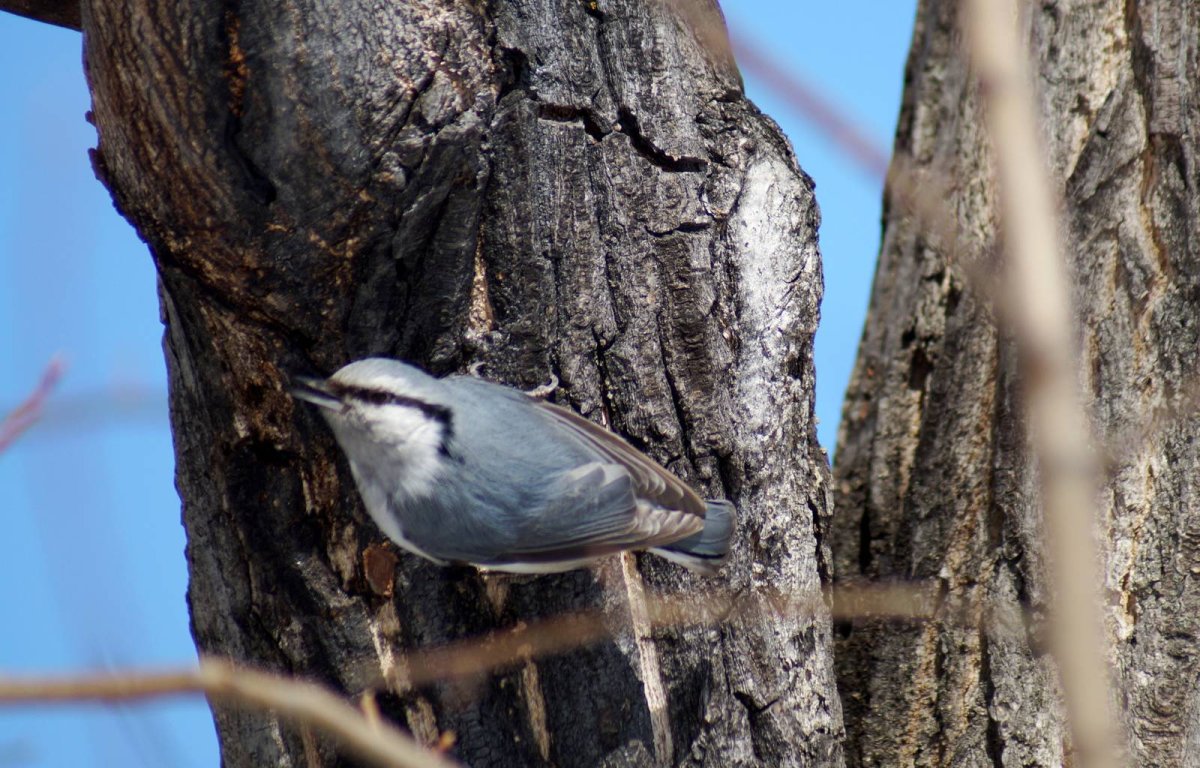 Рыжегрудый поползень