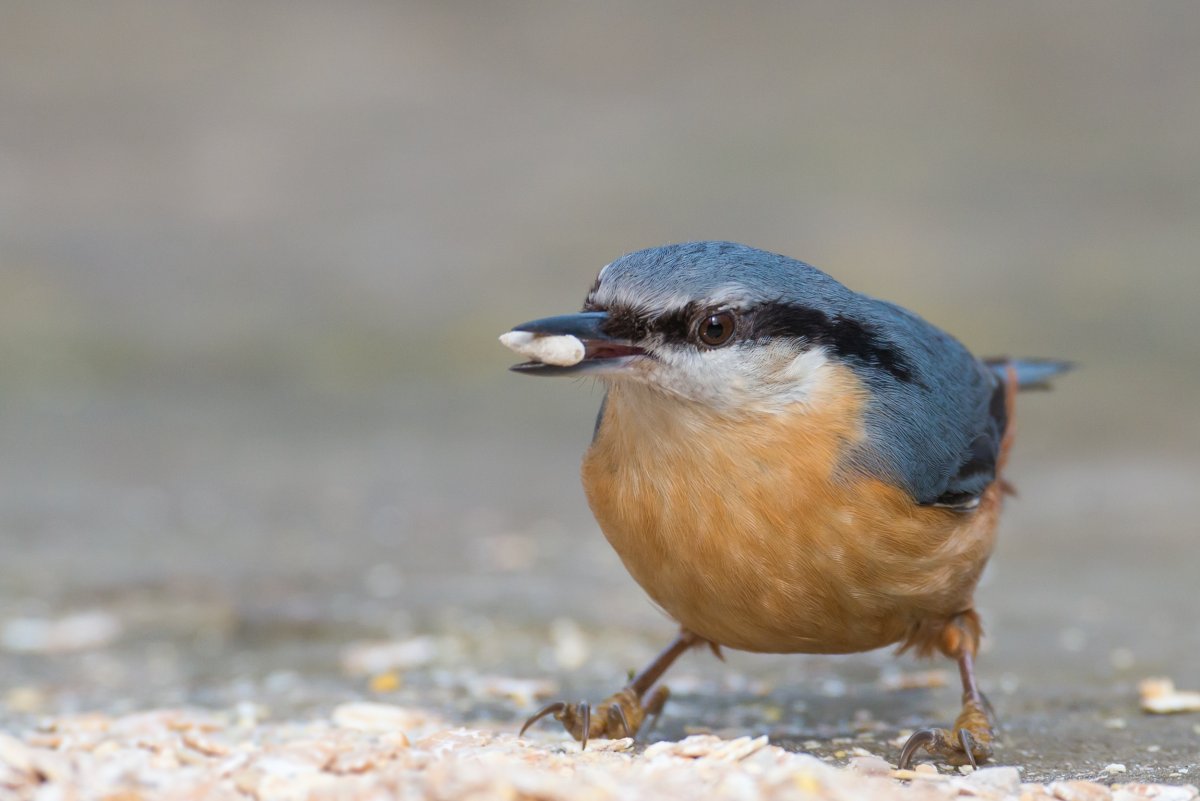Прлощень обыкновенный
