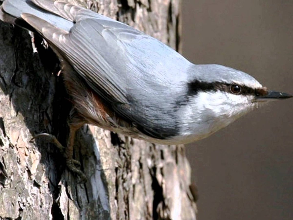 Поползновение предмет