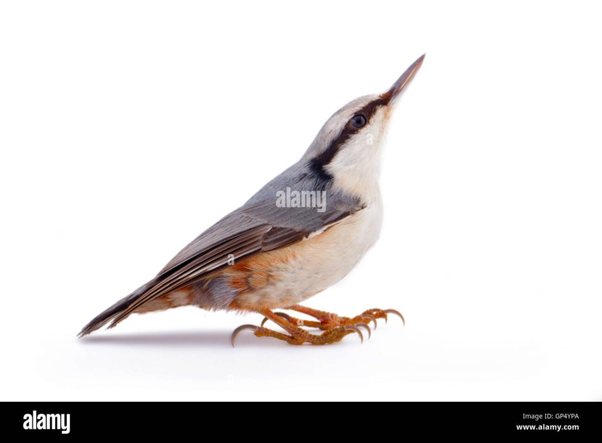 Обыкновенный поползень