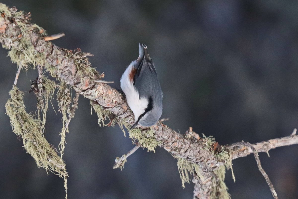 Фото птиц на улице