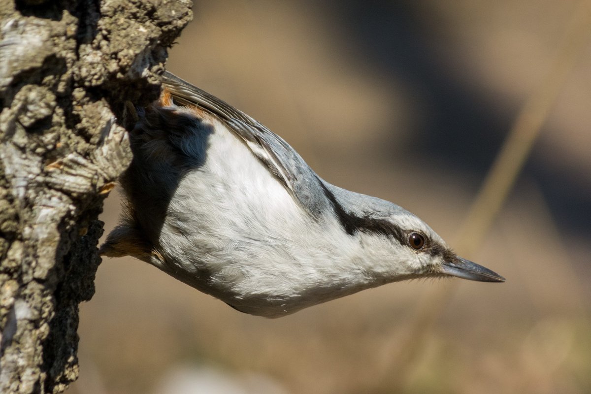 Алжирский поползень