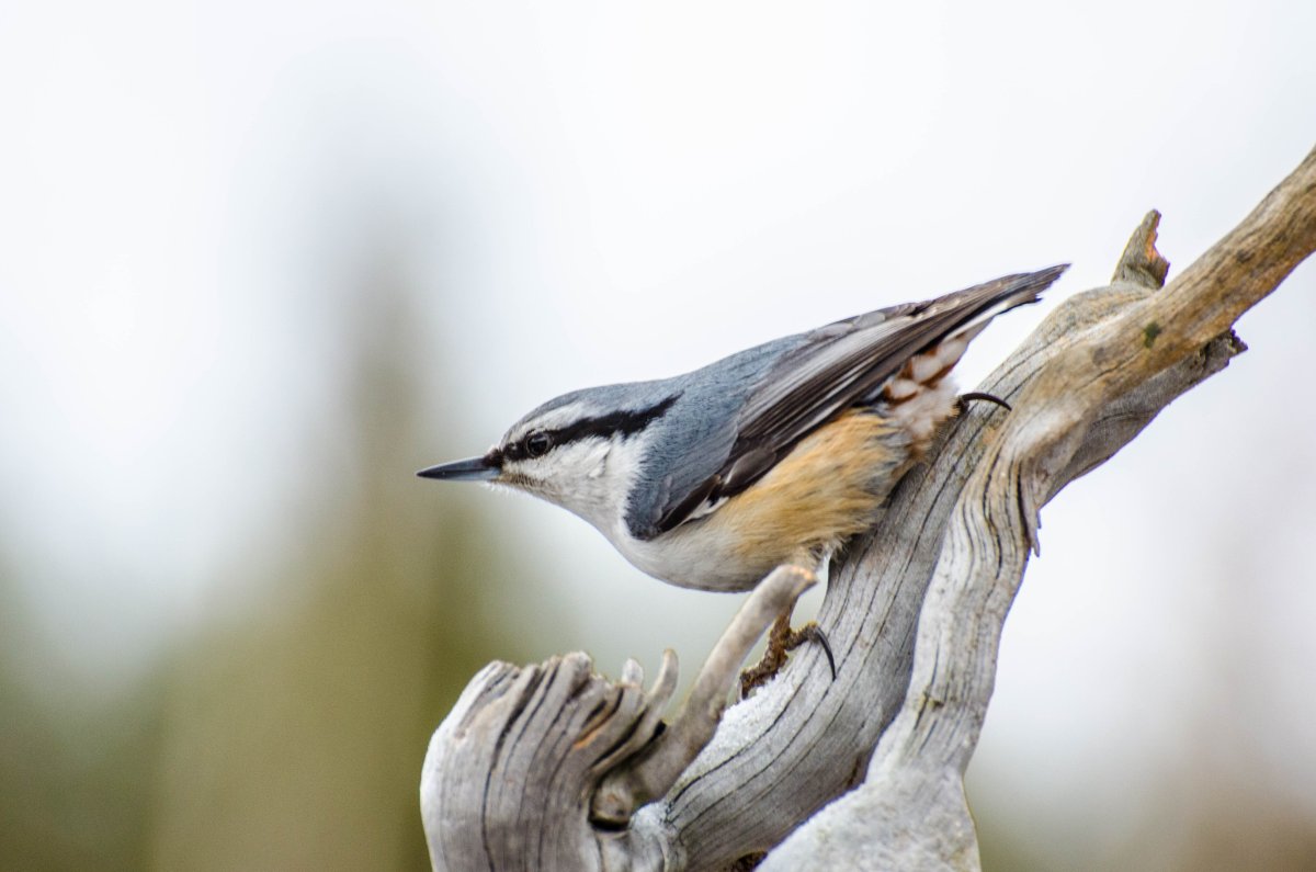 Поползень птица