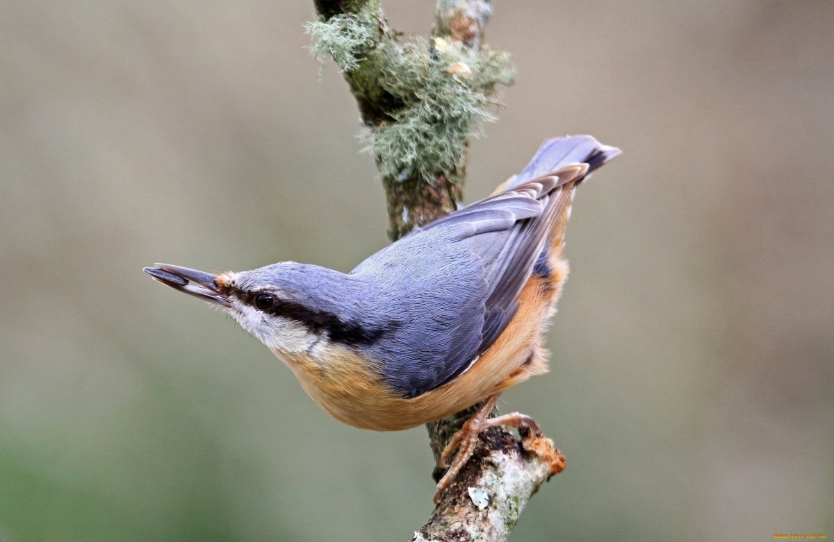 Кора с птицей