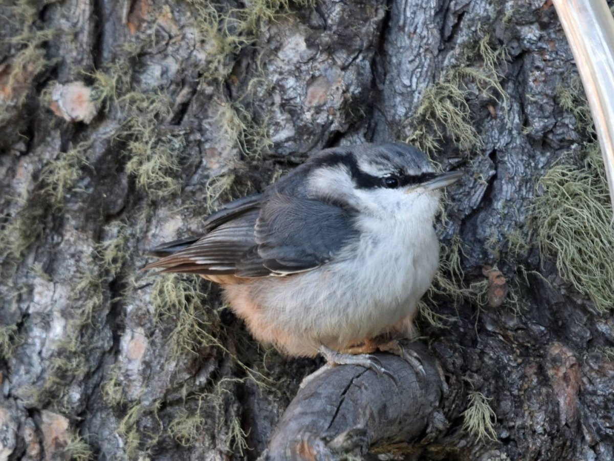 Обыкновенный поползень м