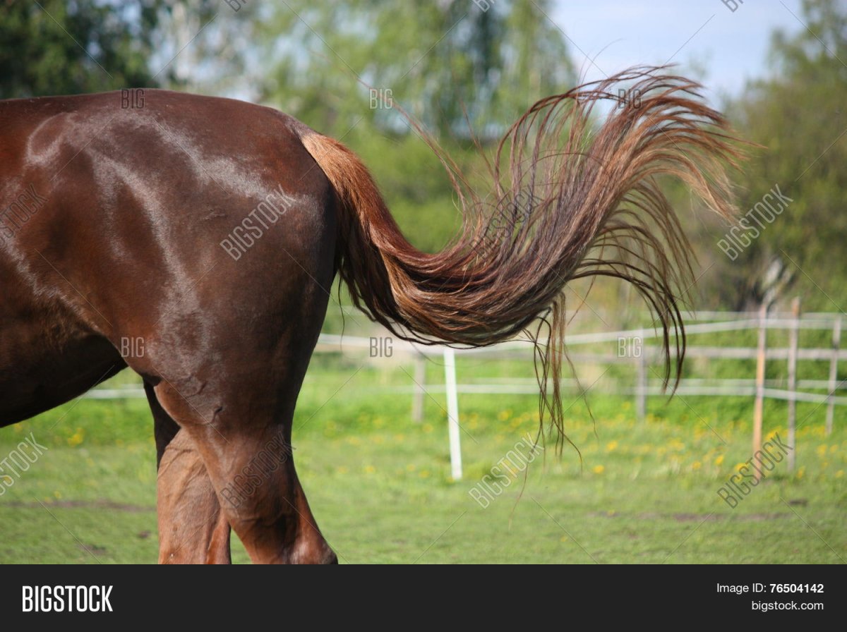 Лошадь машет хвостом