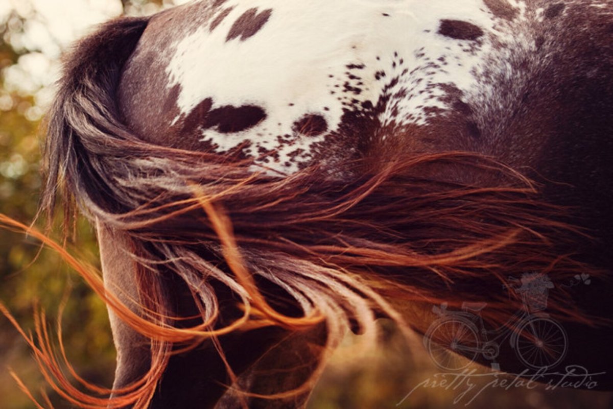 Конский хвост коня арт