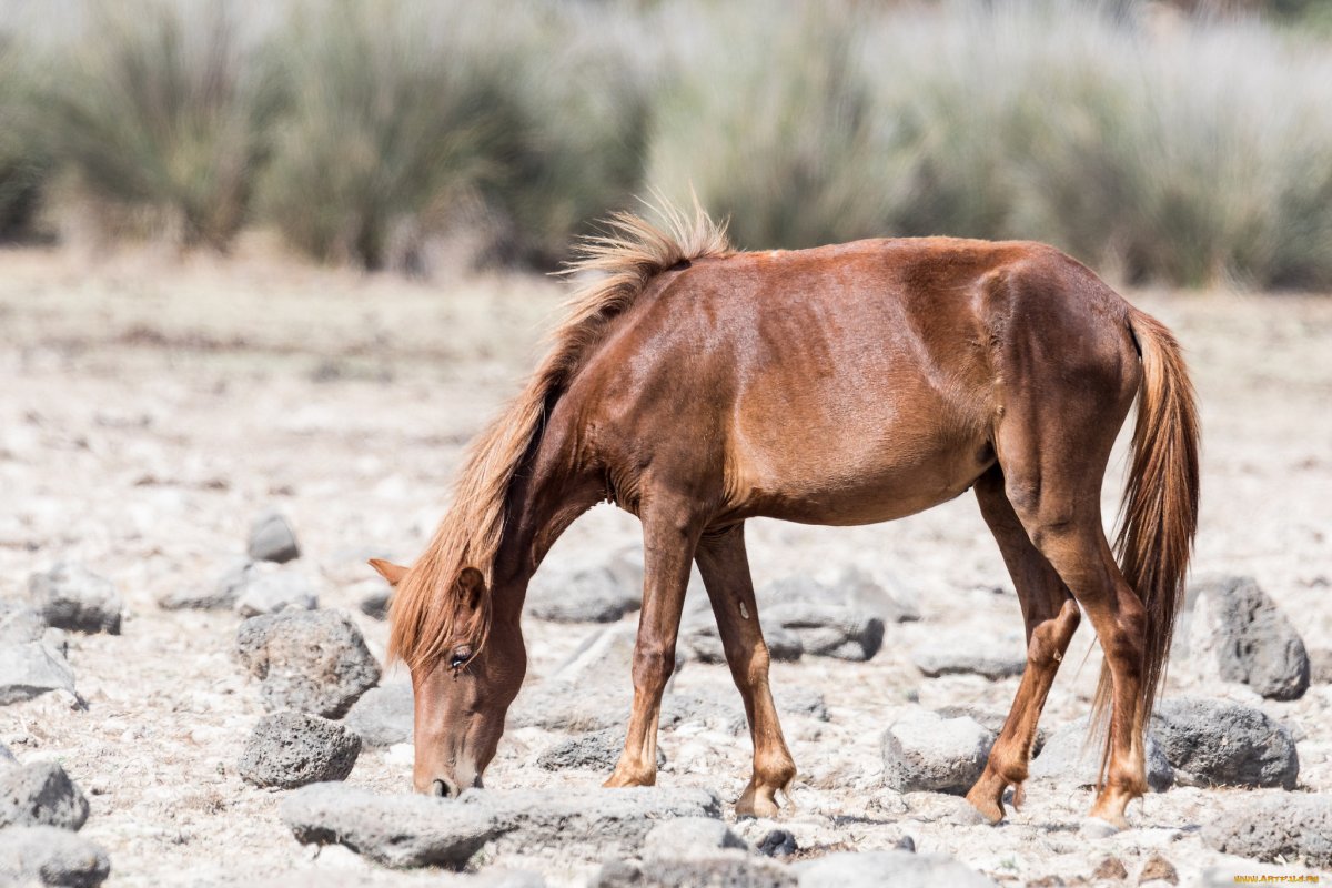 Лошадиный хвост Болгарии