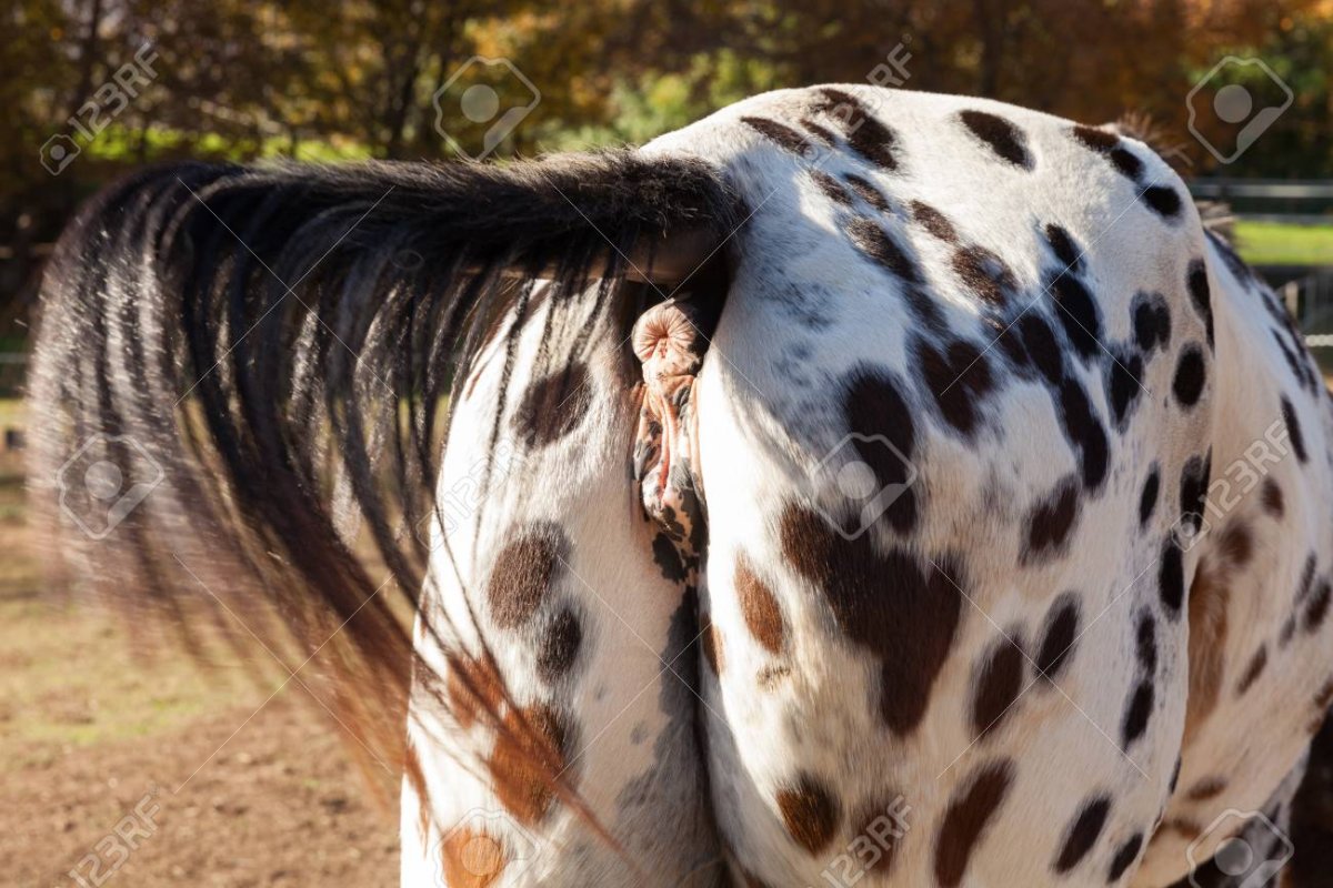 Кобылы вид сзади