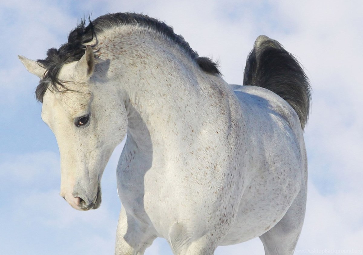 Качественные признаки лошади