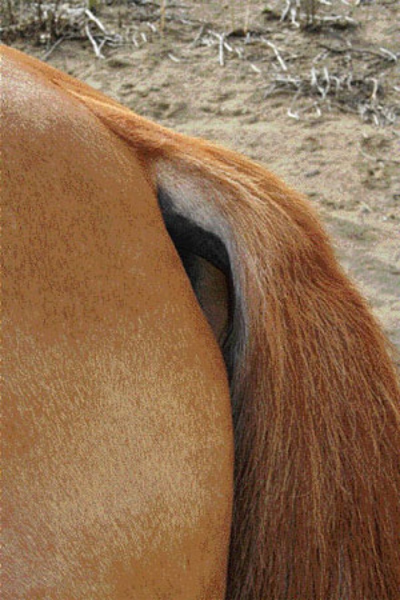 Хвост кобылы