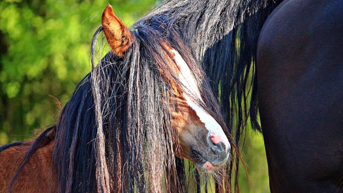 Грива лошади