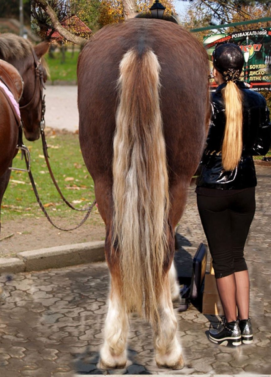 Красивый лошадиный хвост