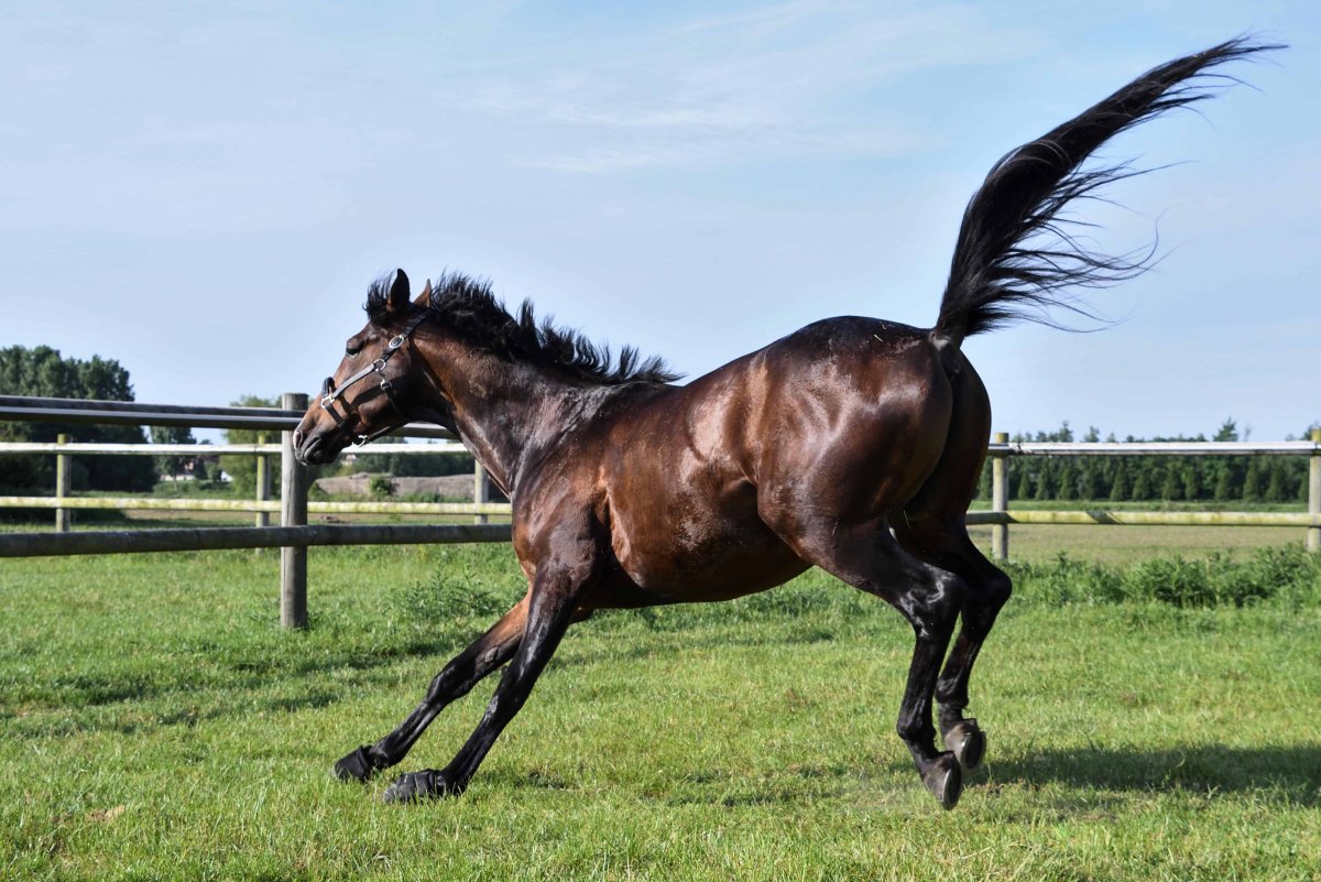 Костанайская порода лошадей