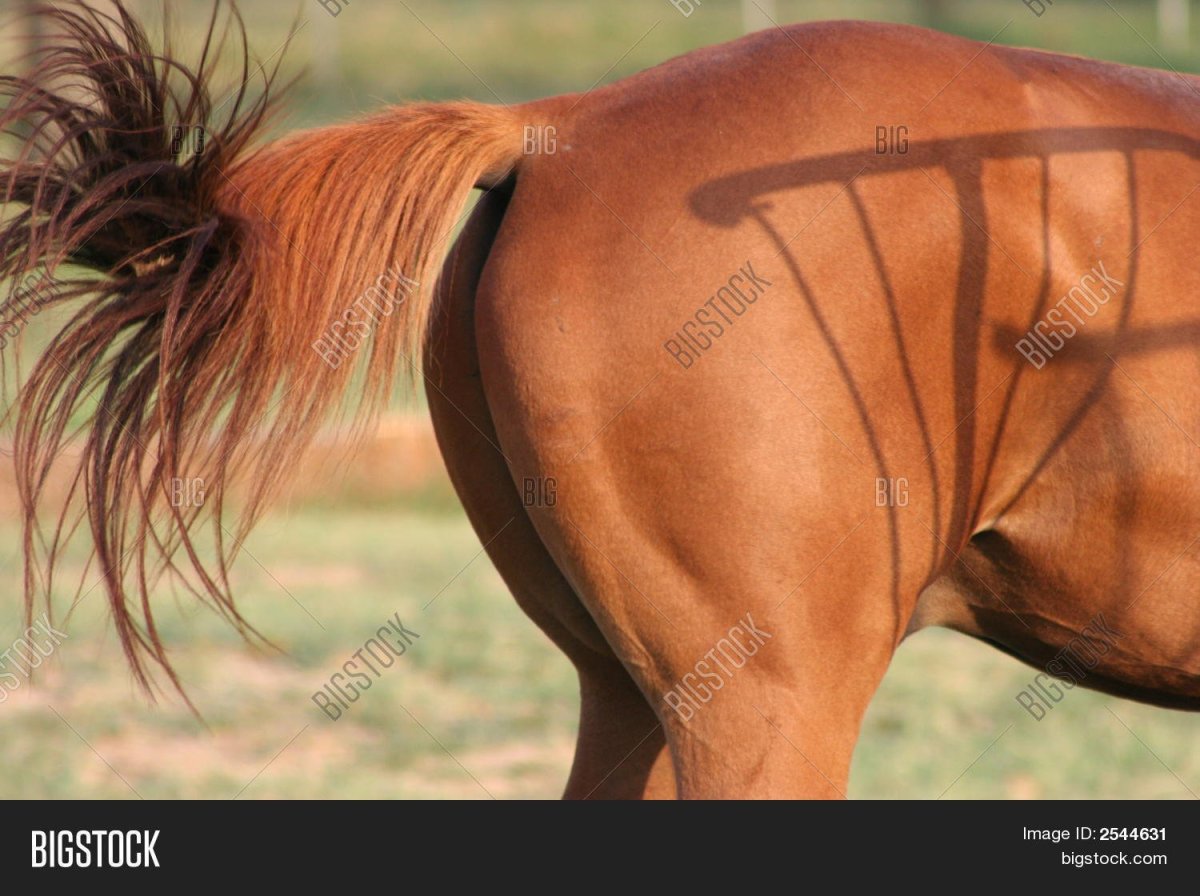 Лошадь задрала хвост