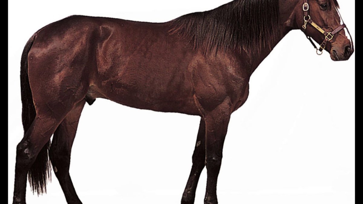 Outward лошадь