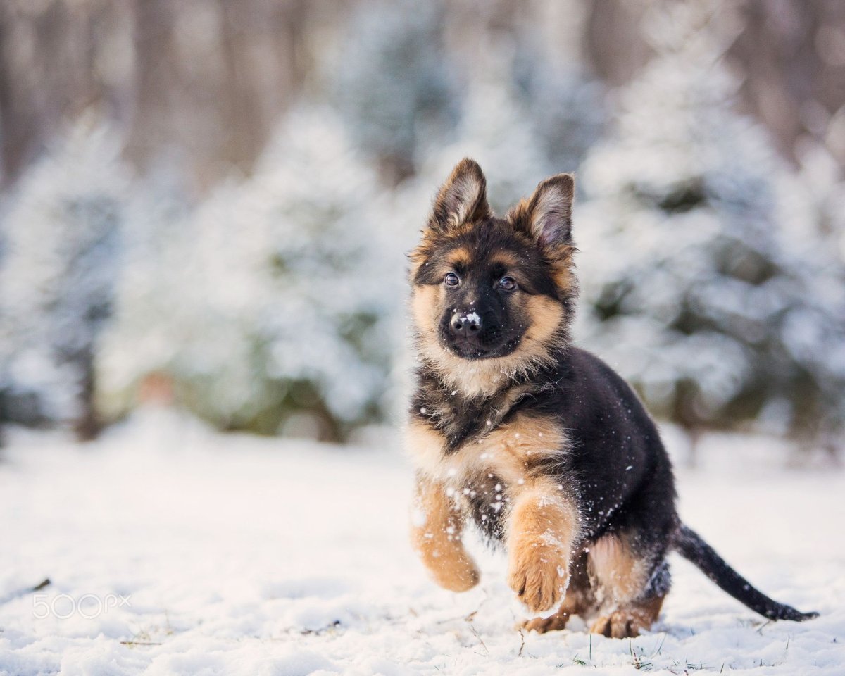 Немецкая овчарка экстерьер
