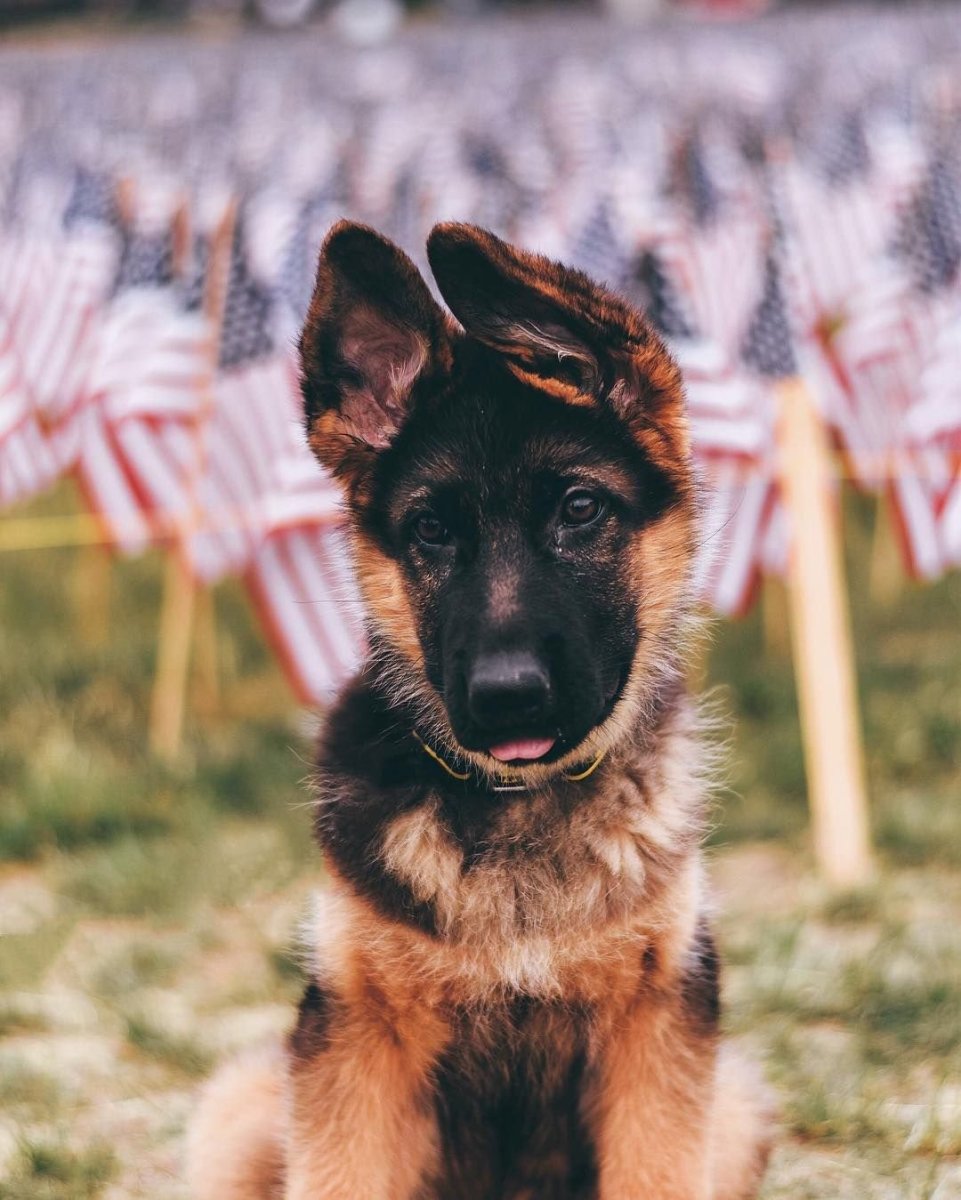 Немецкая овчарка ЗКС зима