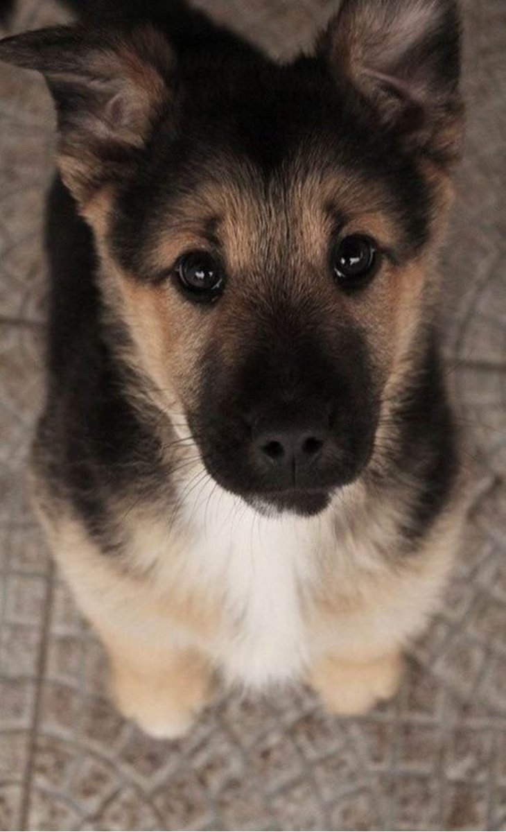 Милые щеночки немецкой овчарки