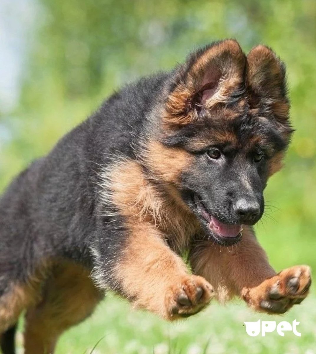 Немецкая овчарка Дельгадо