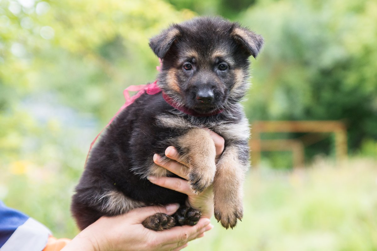 Собака немецкая овчарка взрослая