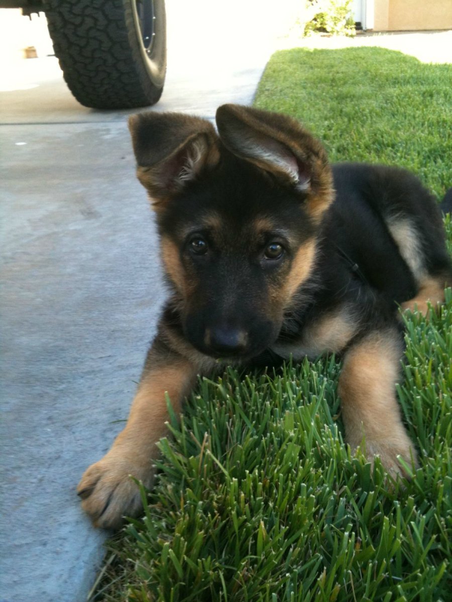 Овчарка немецкая пинтрес