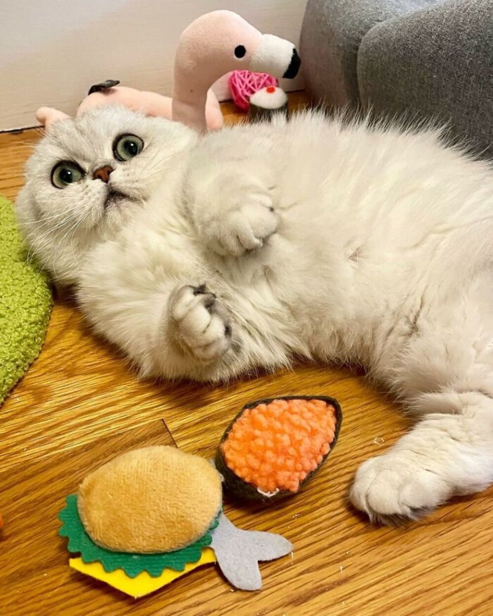 Огромные коты