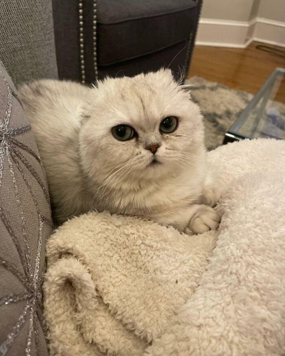 Кошка Ашера